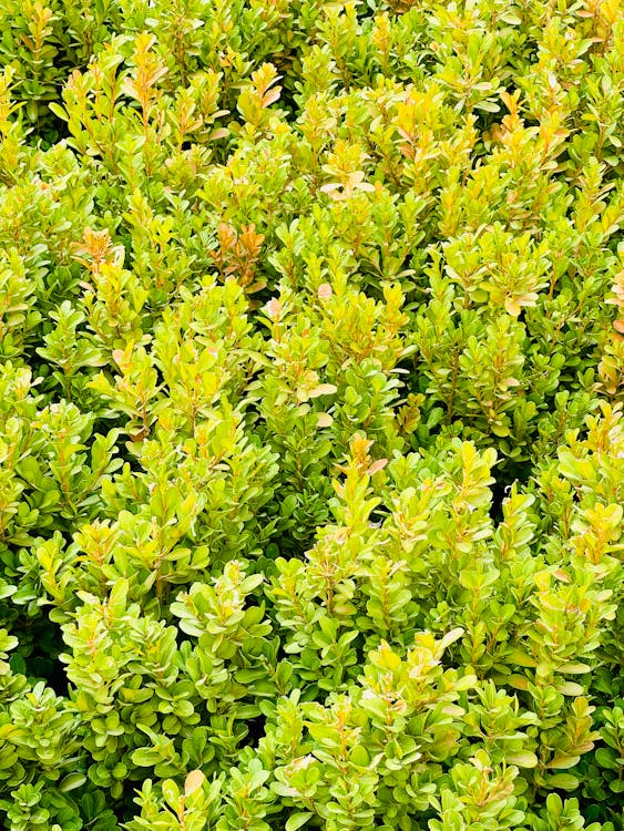 Achtergrond en geschiedenis van de Buxus sempervirens