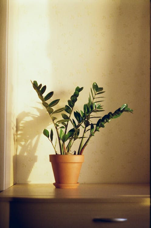 Achtergrond en geschiedenis van de Zamioculcas, de ZZ-plant