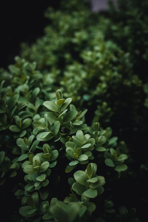 Styling en inspiratie met de Buxus
