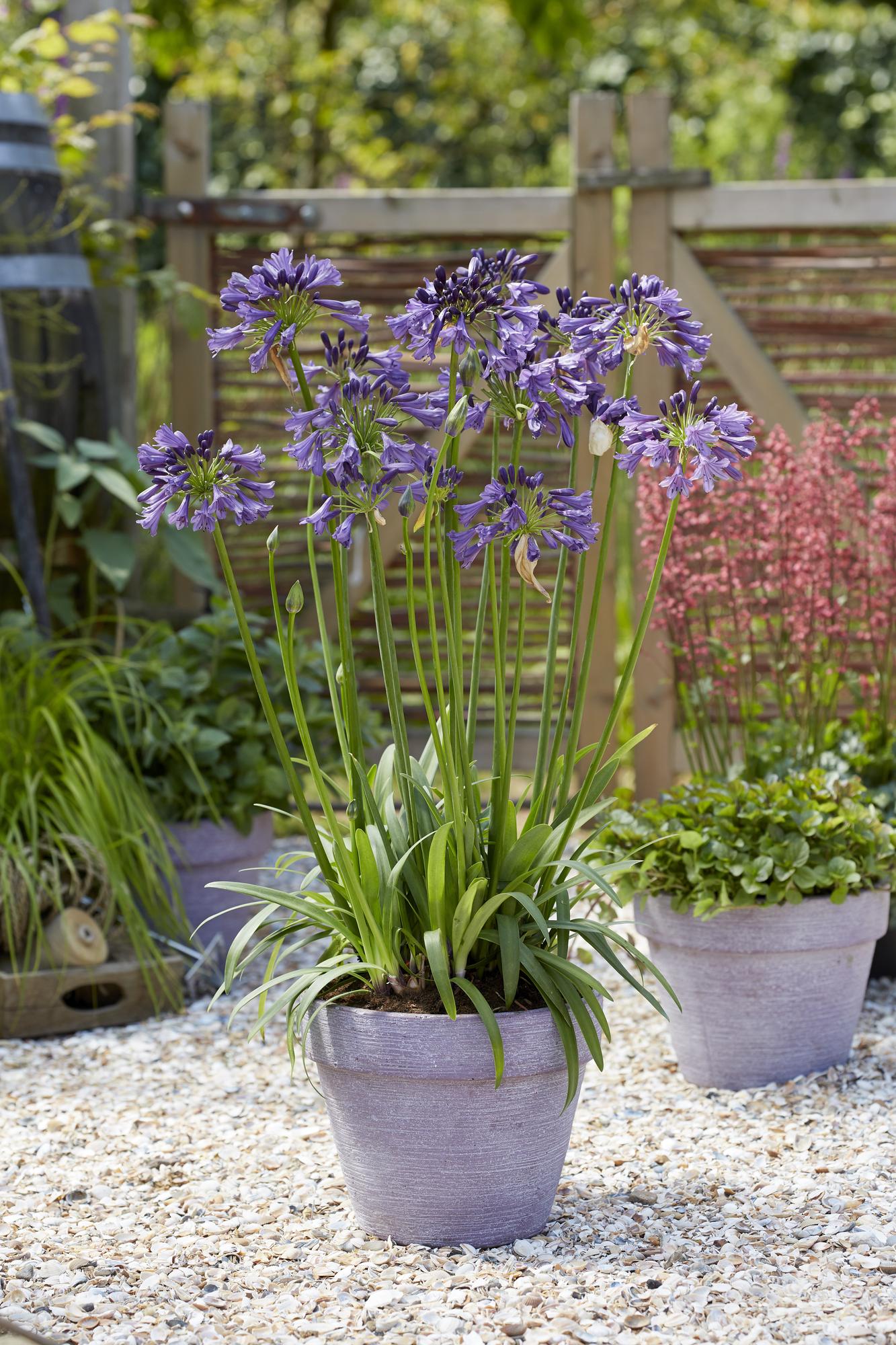 Agapanthus 'Poppin Purple' - Ø19cm - ↕30cm