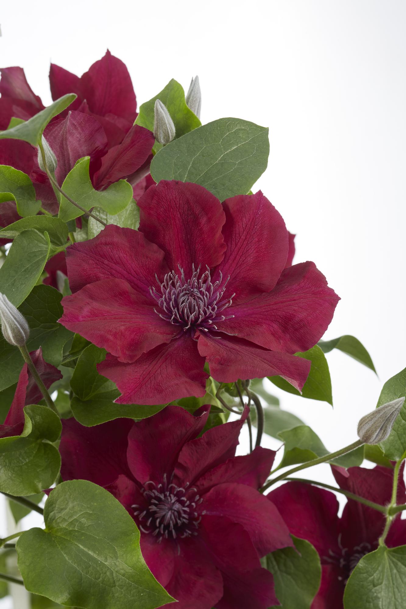 Clematis Nubia - Clematis Evison Rood - Ø15cm - ↕65cm - Ø15 - ↨65cm