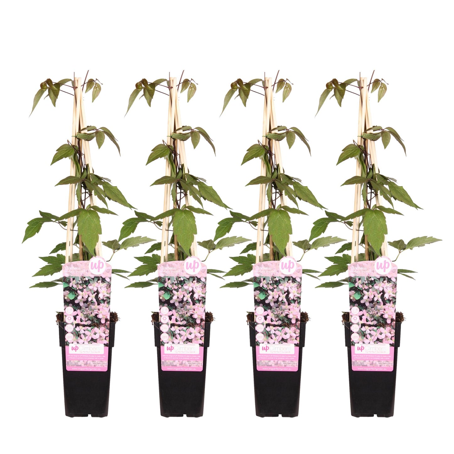 4x - Clematis Montana 'Fragrant Spring' - ↨65cm - Ø15