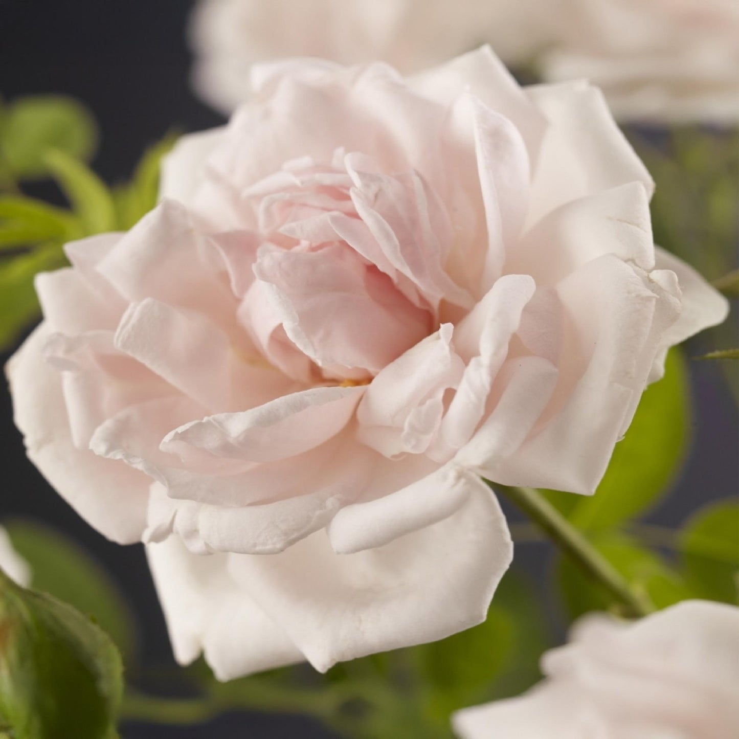 Green boutiQ - Klimroos - Rosa New Dawn - Bloem Licht roze - Weinig onderhoud - 2 planten - Pot 11cm Hoogte 40cm