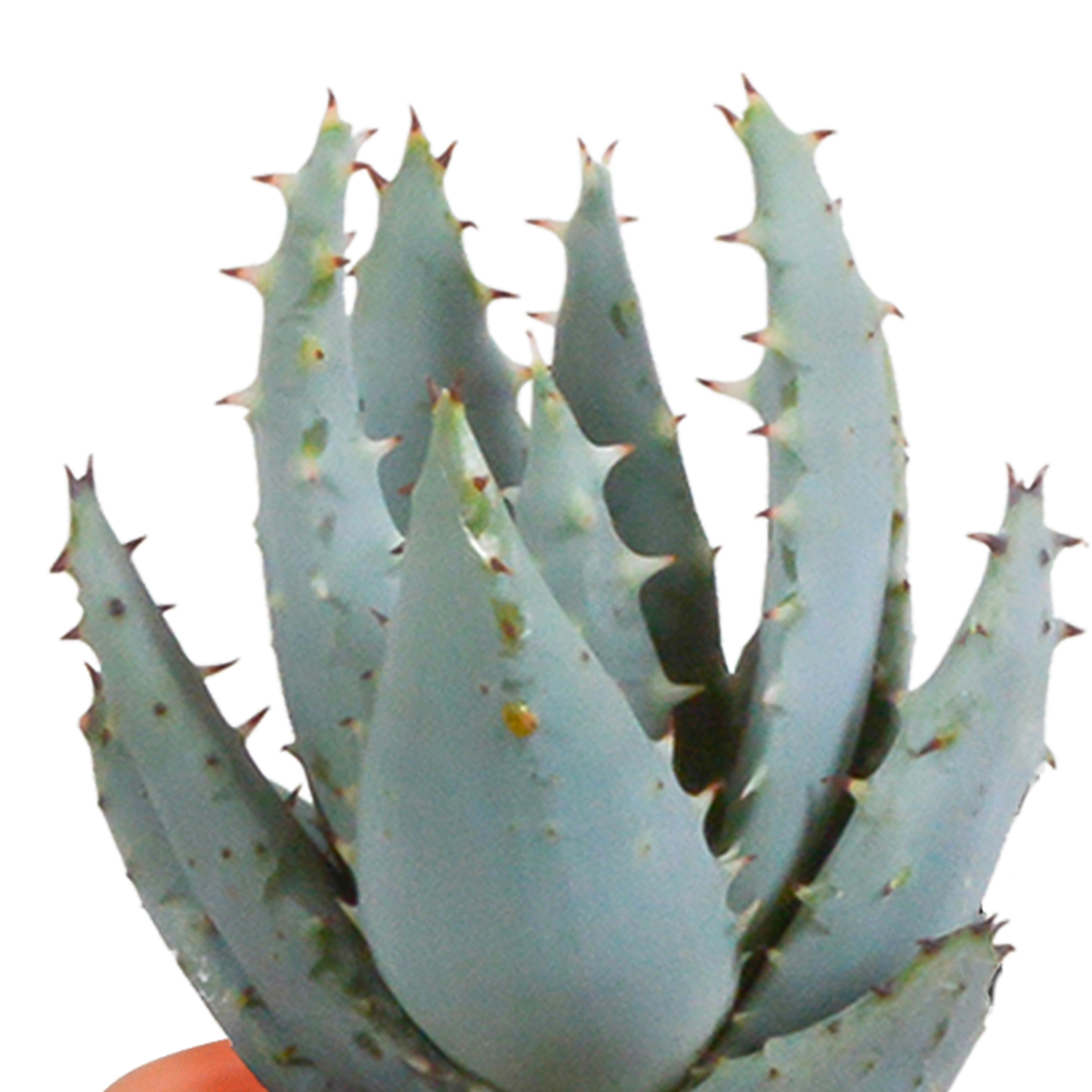 Cactus en vetplanten mix 5.5 cm | 15 stuks - in Mexicaanse pot