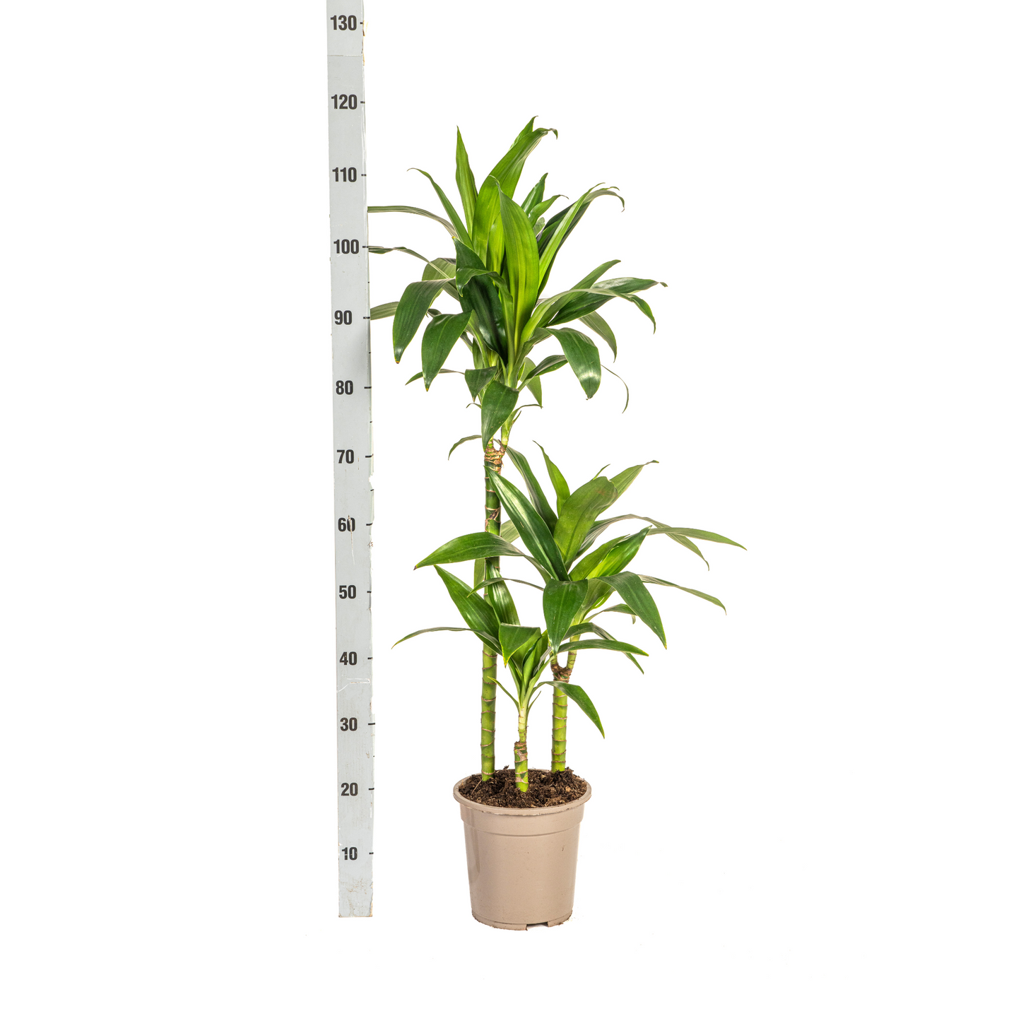 Dracaena Deremensis Lisa Ø21cm - ↕90 - 110cm