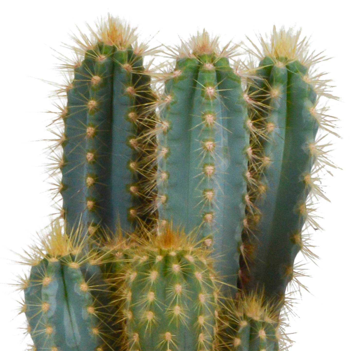 Pilosocereus azureus - 12cm - zonder pot