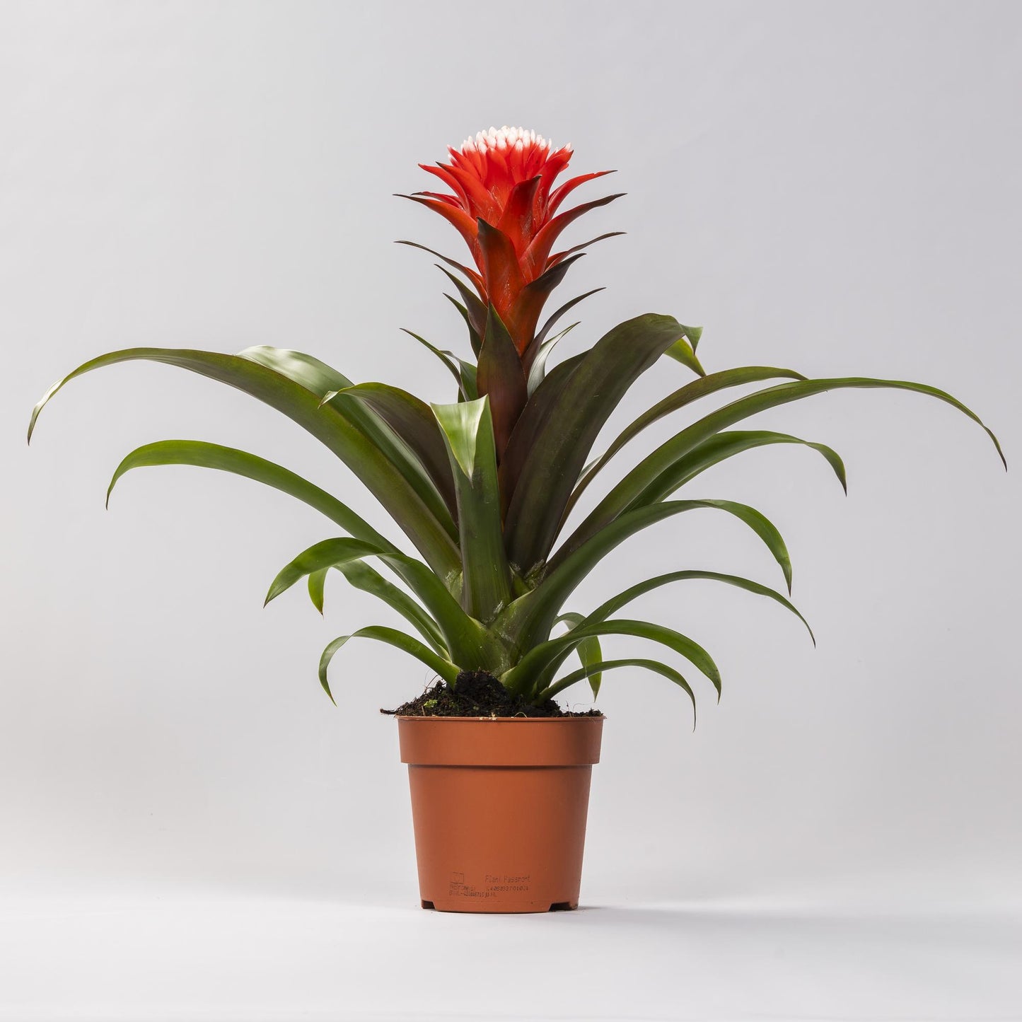 Guzmania Hope - Ø12 ↕40