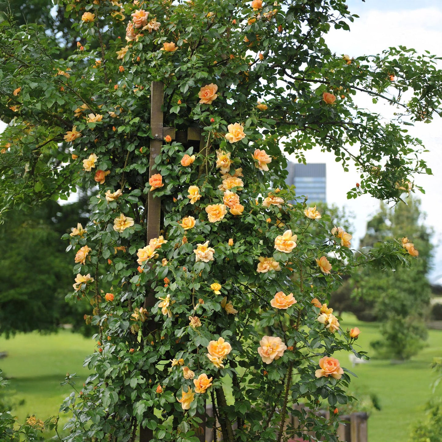 Green boutiQ - Klimroos - Rosa Orange Climber - Bloem Oranje - Weinig onderhoud - 2 planten - Pot 11cm Hoogte 40cm