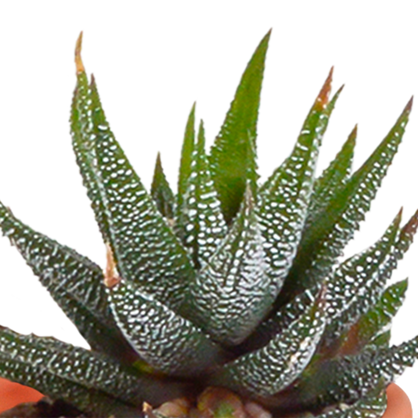 Cactus en vetplanten mix 5.5 cm | 15 stuks - in Mexicaanse pot