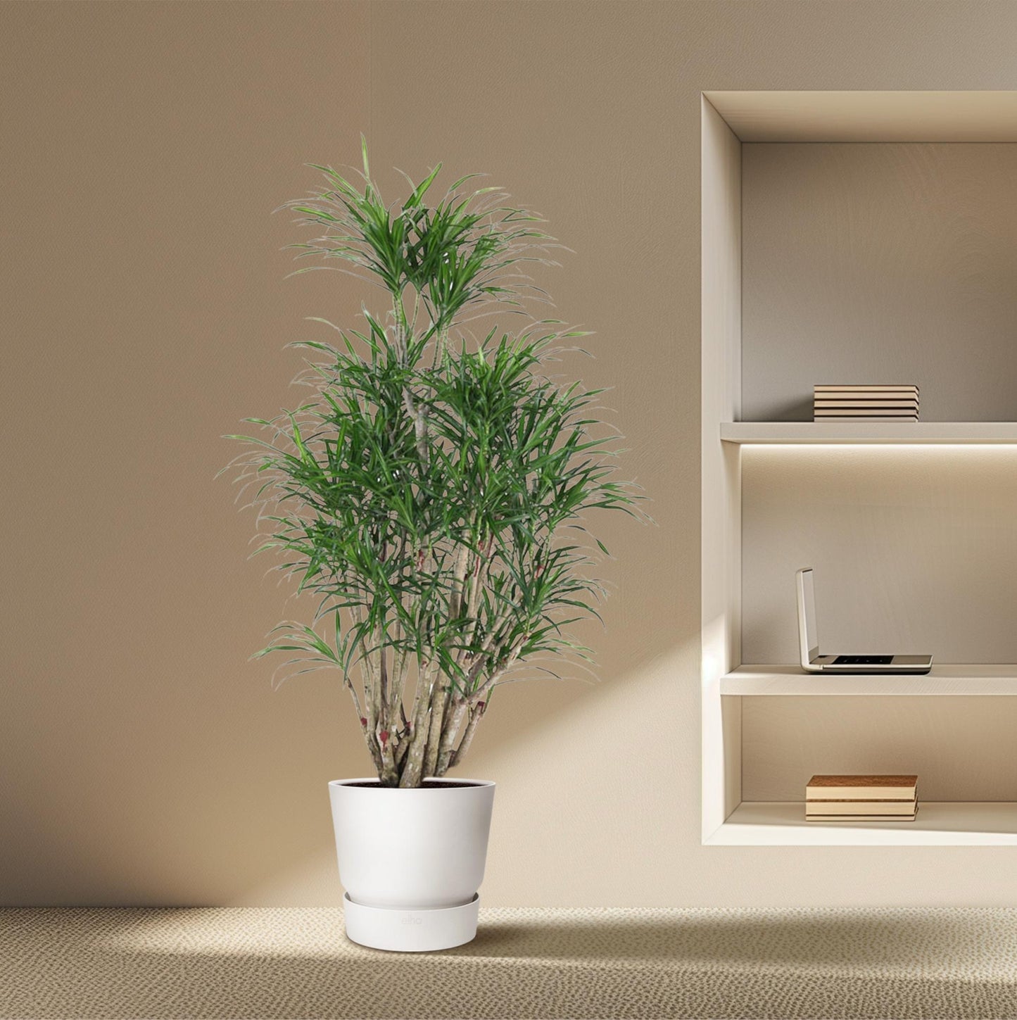 Dracaena Anita vertakt - 160 cm - ø34