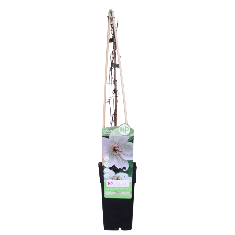 Clematis Miss Bateman - Clematis Wit - Ø15cm - ↕65cm