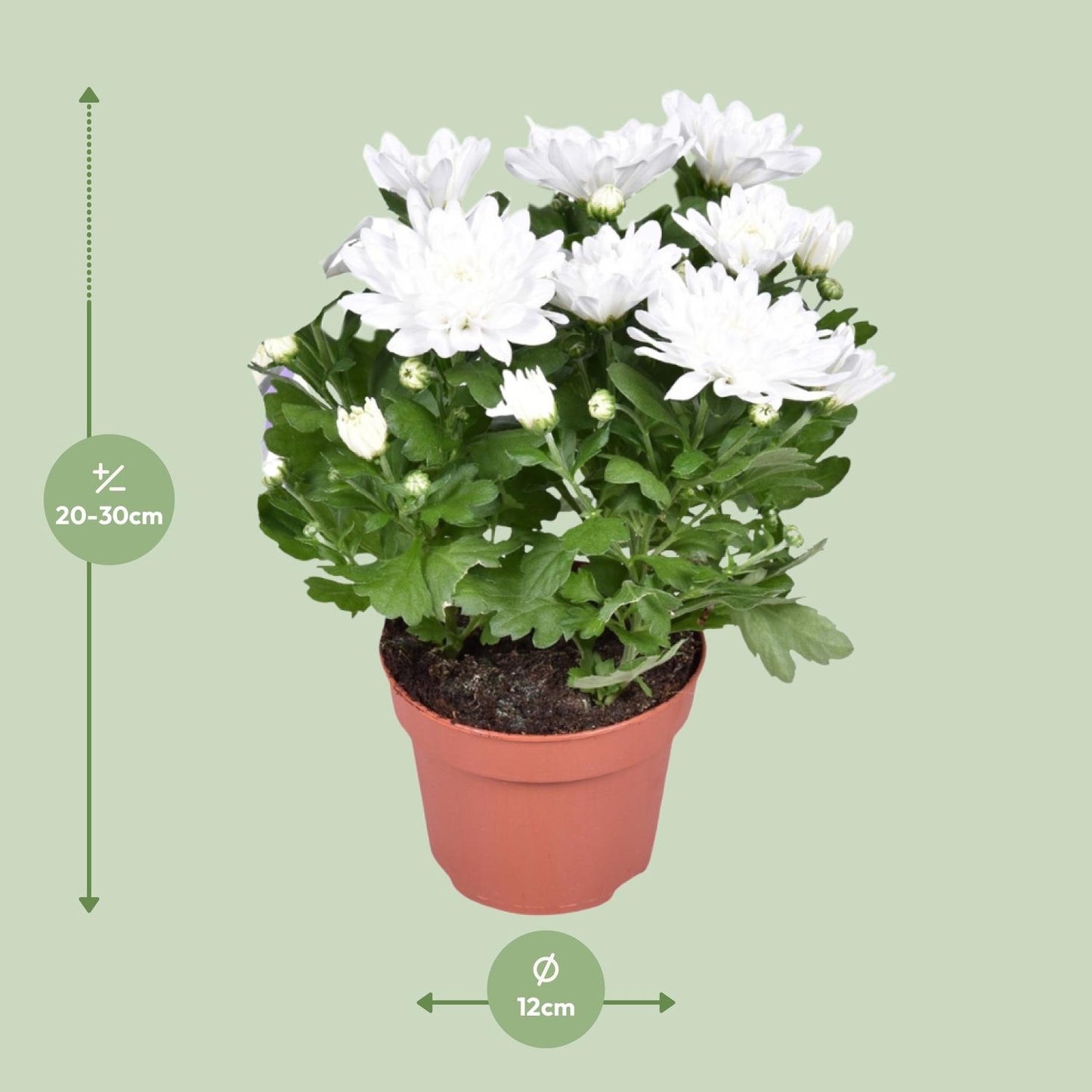 Chrysanthemum Brave - Ø12cm - ↕26cm
