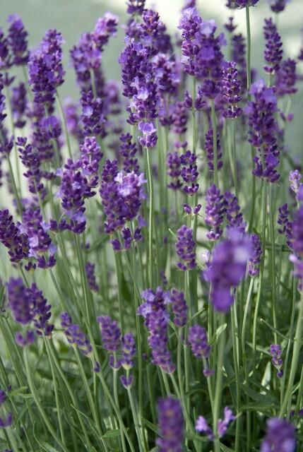 40x Lavandula ang. 'Dwarf Blue' - ↕10-25cm - Ø9cm
