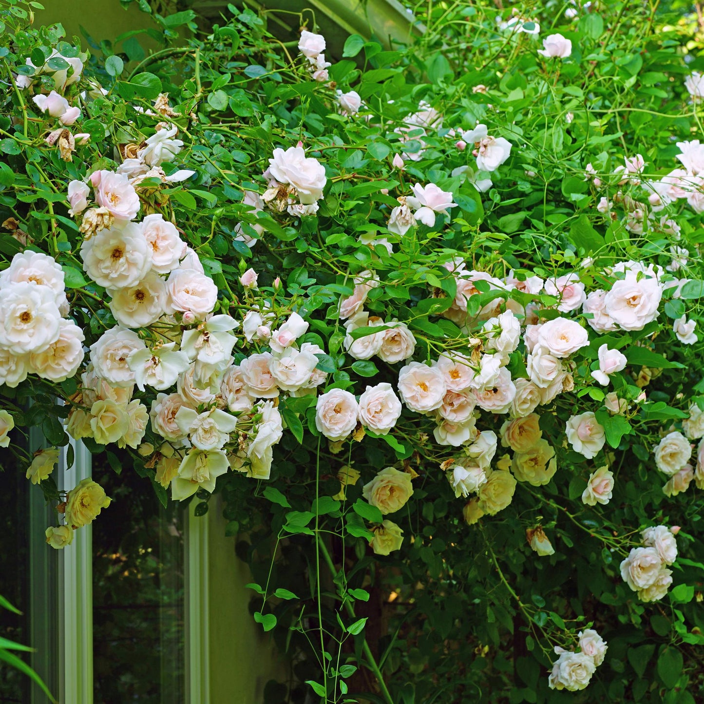 Green boutiQ - Klimroos - Rosa New Dawn - Bloem Licht roze - Weinig onderhoud - 2 planten - Pot 11cm Hoogte 40cm