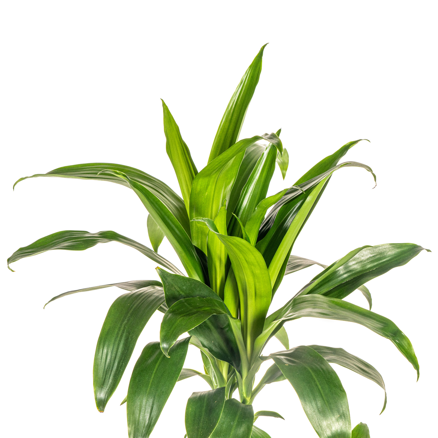 Dracaena Deremensis Lisa Ø21cm - ↕90 - 110cm