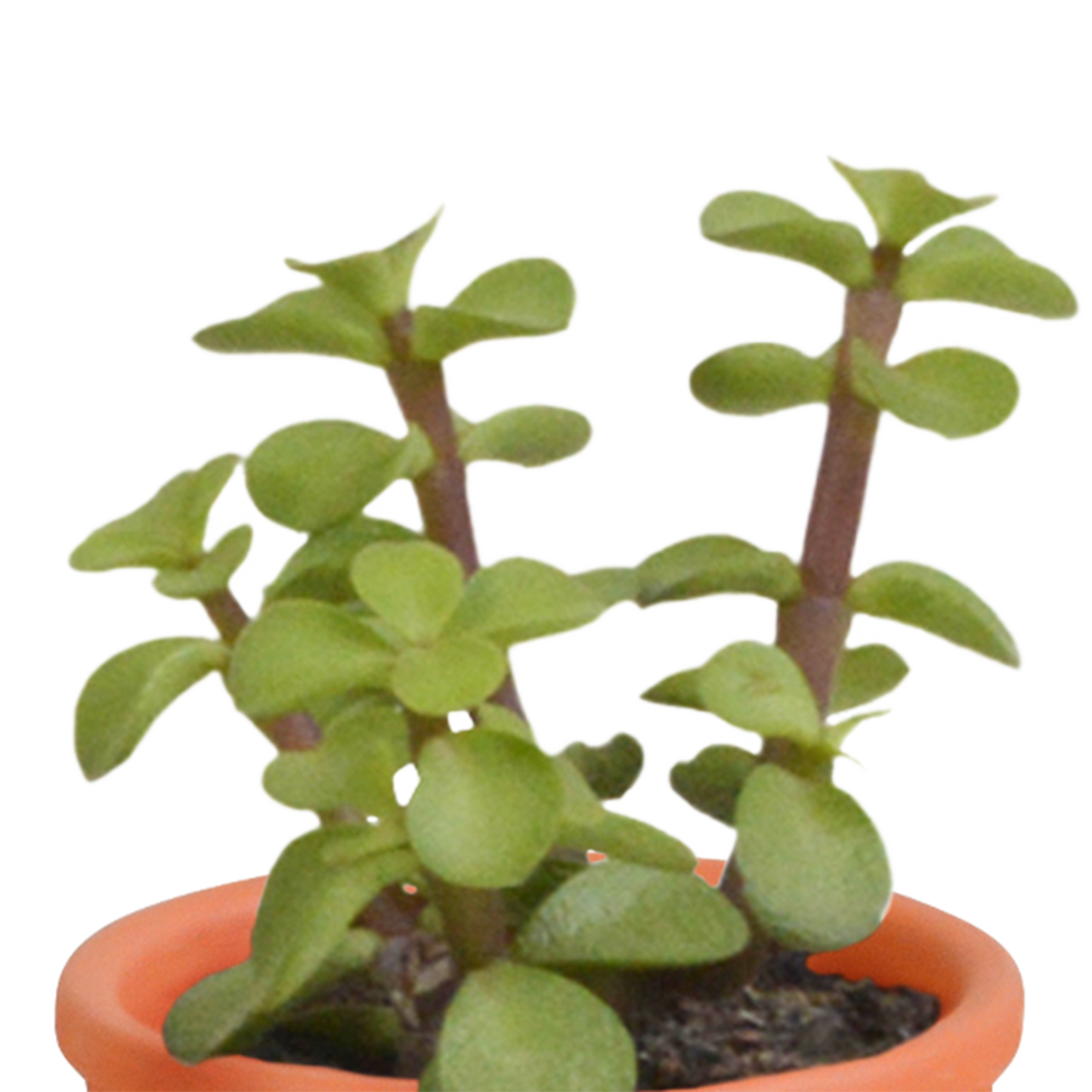 Cactus en vetplanten mix 5.5 cm | 15 stuks - in Mexicaanse pot