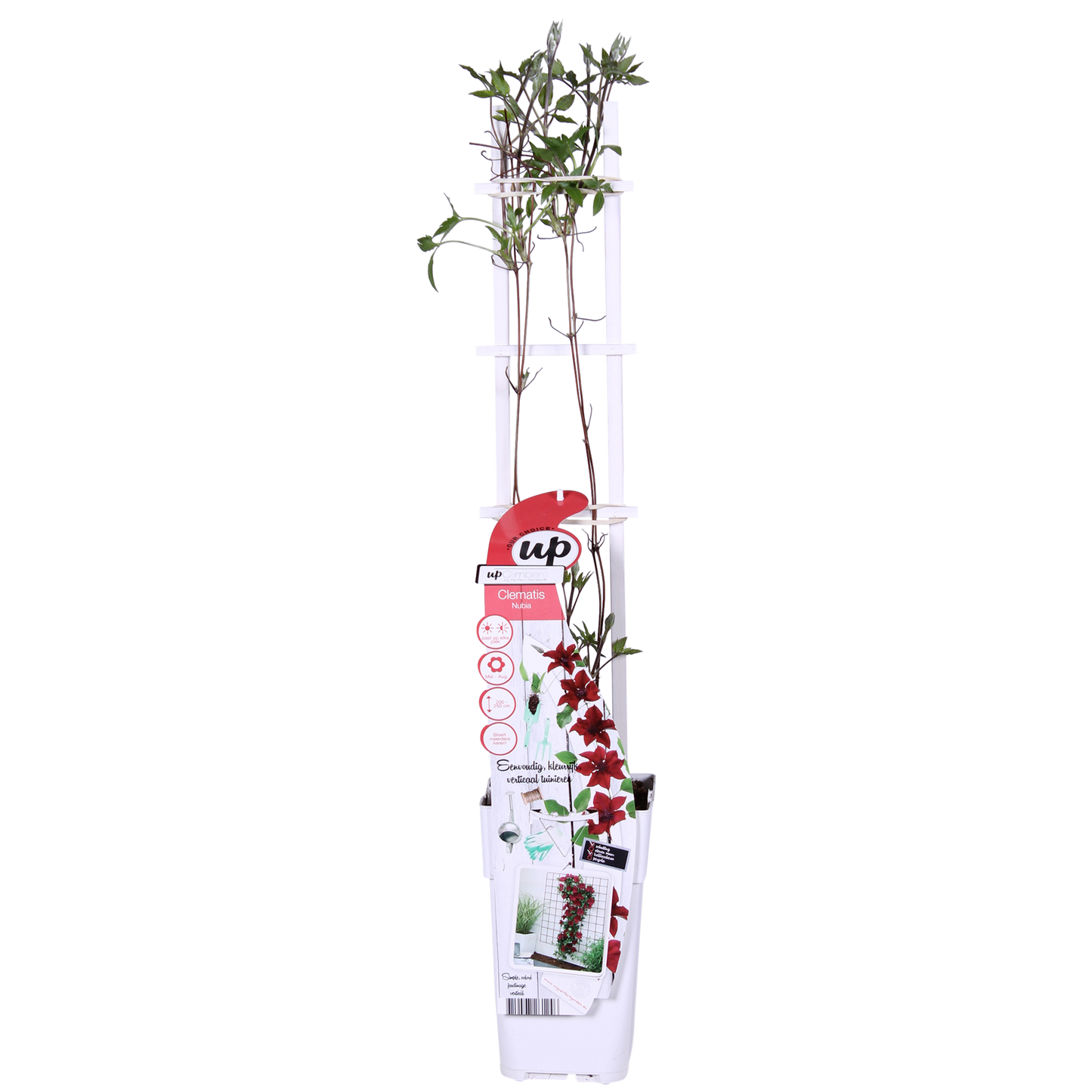 Clematis Nubia - Clematis Evison Rood - Ø15cm - ↕65cm - Ø15 - ↨65cm