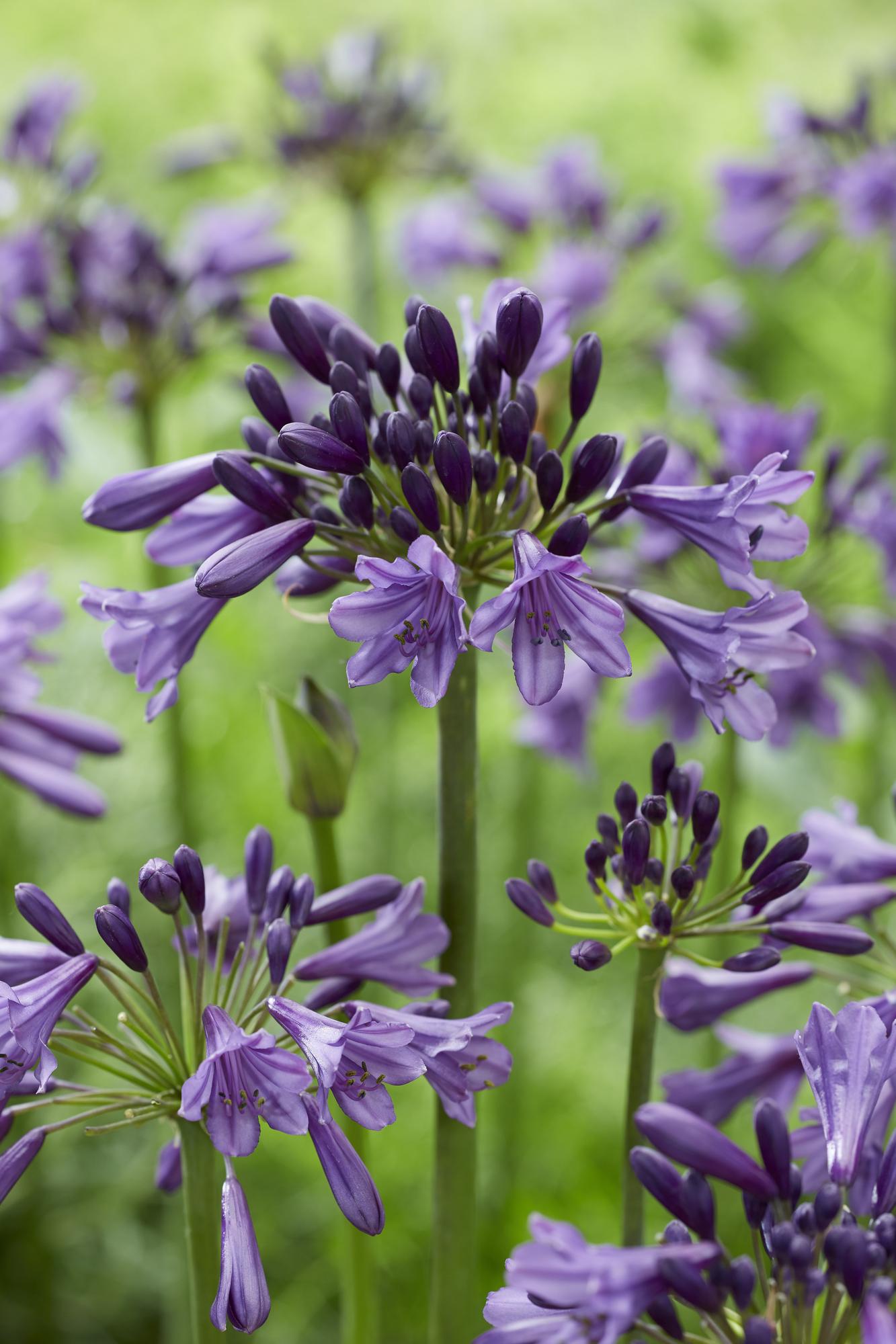Agapanthus 'Poppin Purple' - Ø19cm - ↕30cm