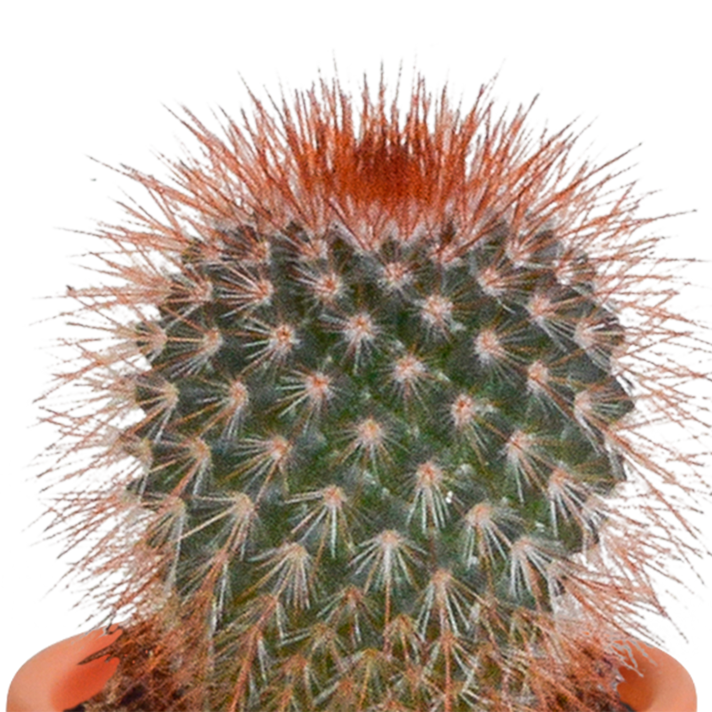Cactus en vetplanten mix 5.5 cm | 15 stuks - in Mexicaanse pot