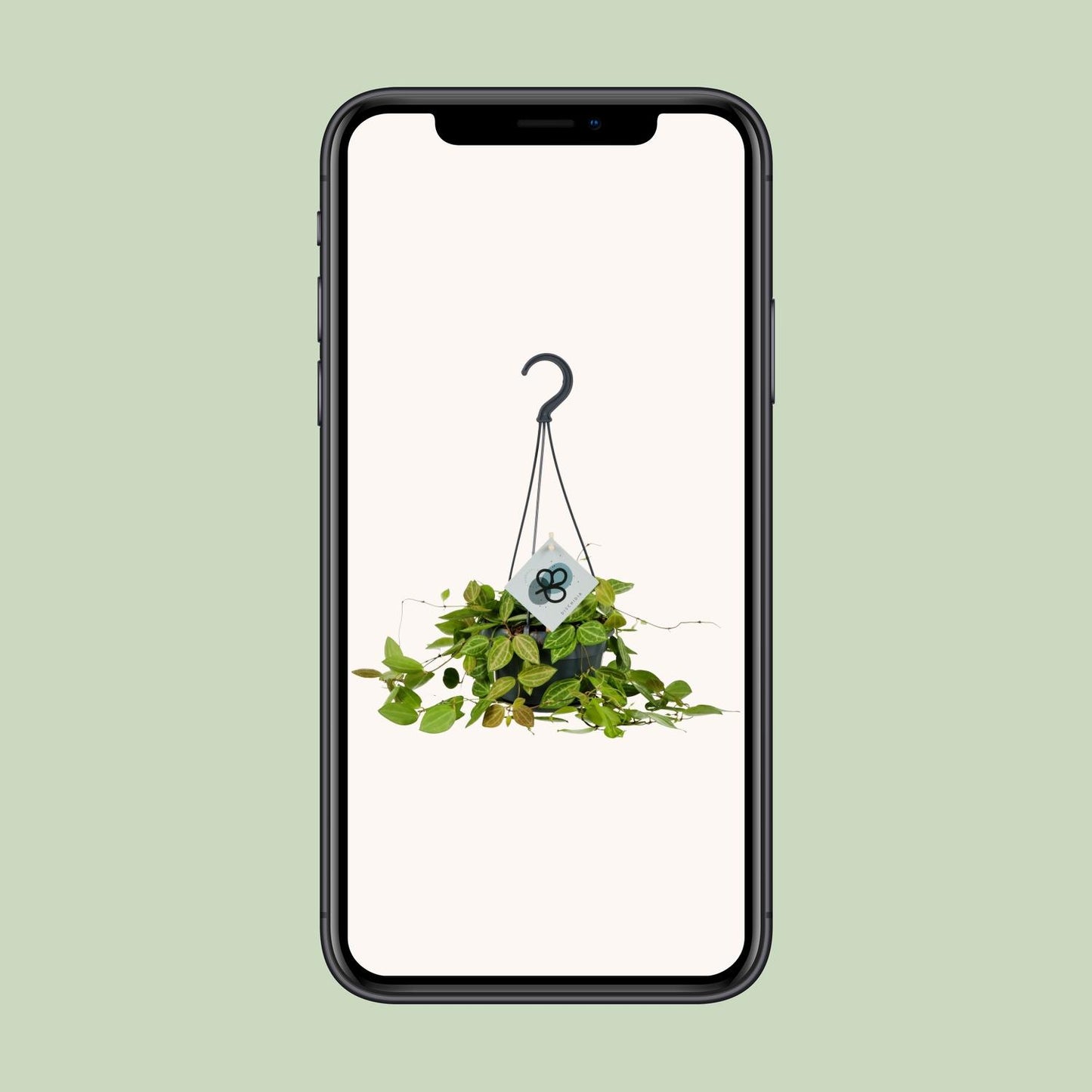 Dischidia Ovata - Ø14cm - ↕40cm