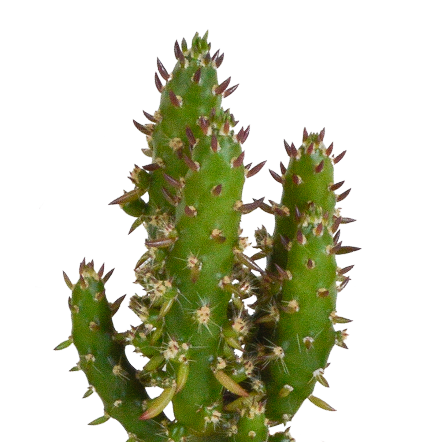 Cactus en vetplanten mix 5.5 cm | 15 stuks - in Mexicaanse pot
