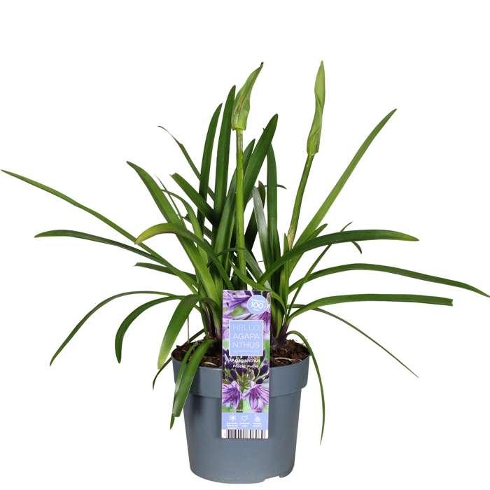 Agapanthus 'Poppin Purple' - Ø19cm - ↕30cm