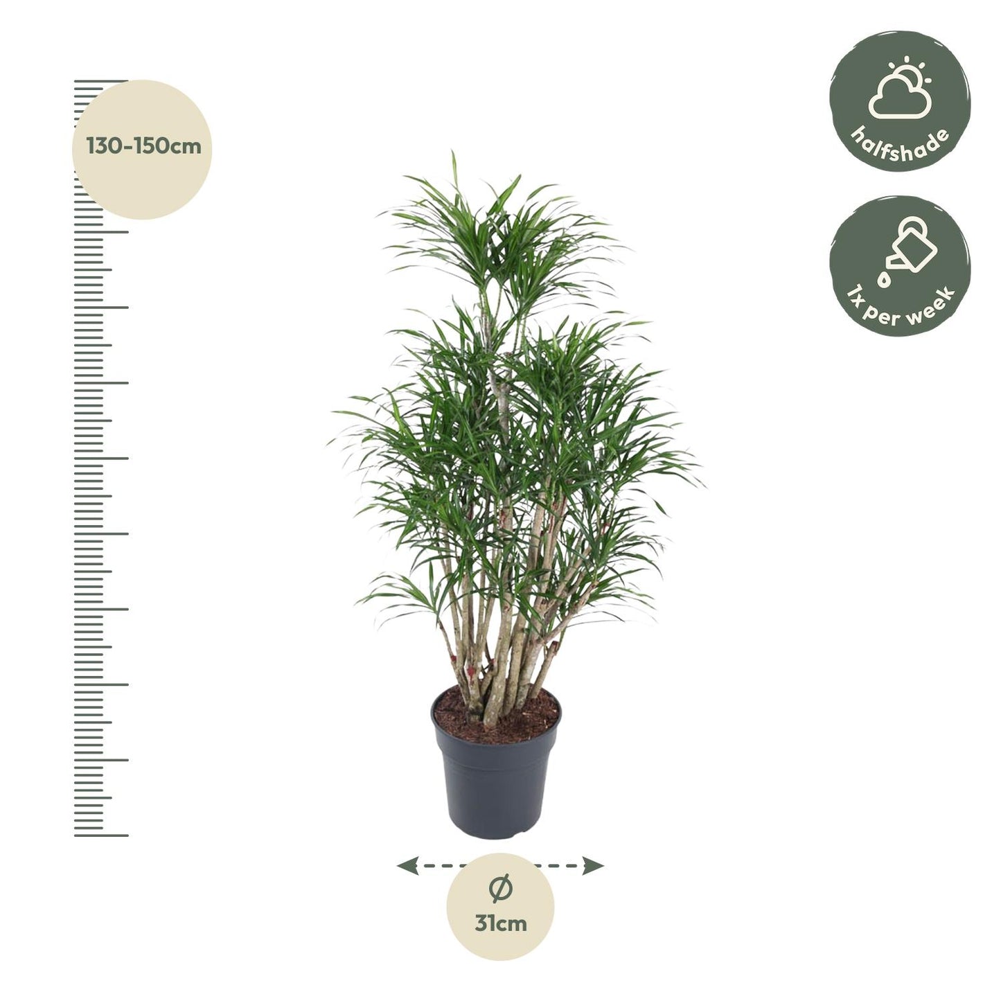 Dracaena Anita vertakt - 160 cm - ø34