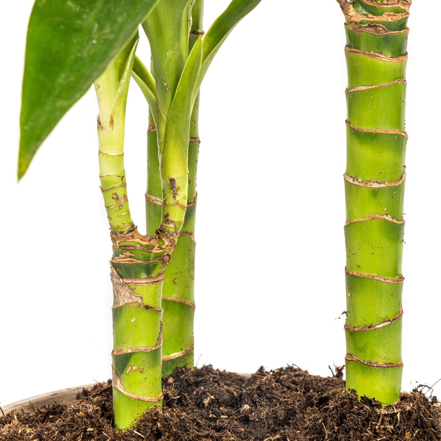 Dracaena Deremensis Lisa Ø21cm - ↕90 - 110cm
