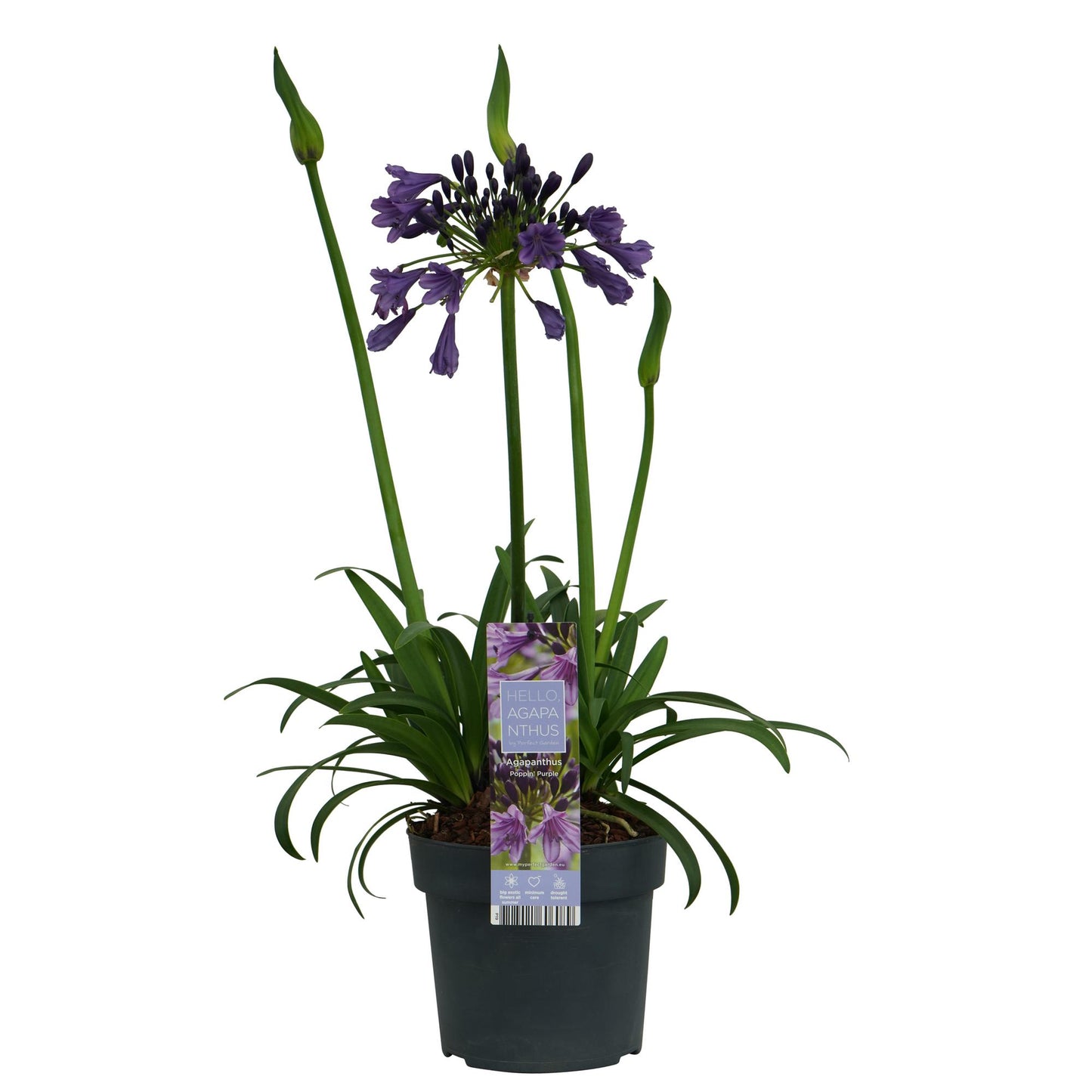 Agapanthus 'Poppin Purple' - Ø19cm - ↕30cm