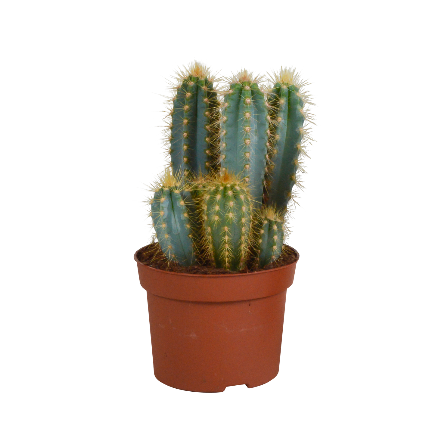 Pilosocereus azureus - 12cm - zonder pot