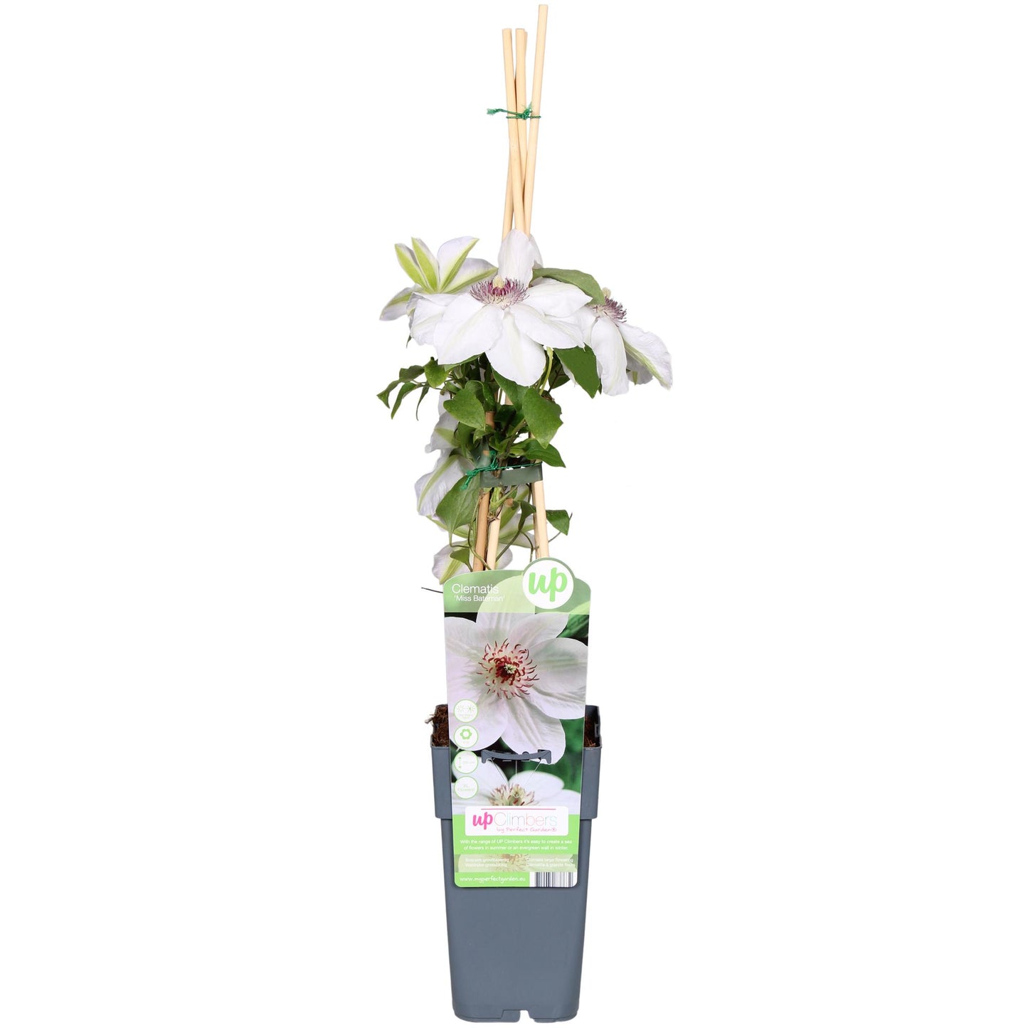 Clematis Miss Bateman - Clematis Wit - Ø15cm - ↕65cm
