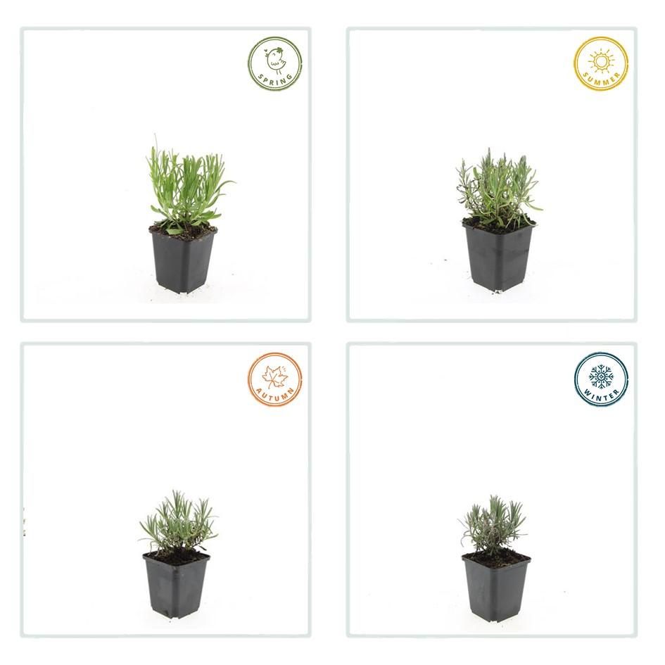 12x Lavandula ang. 'Munstead' - ↕10-25cm - Ø9cm