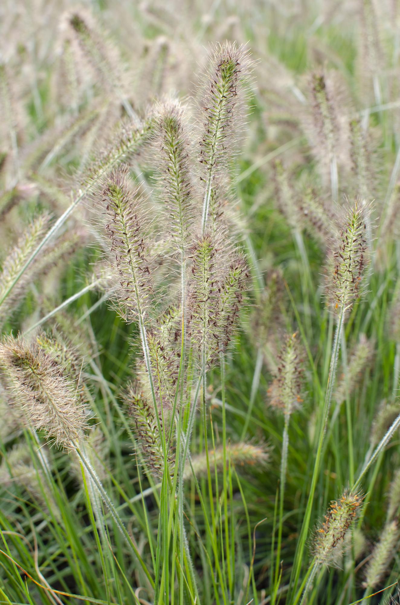 Pennisetum alopecuroides 'Hameln' - Ø19cm - ↕40cm - Ø14 - ↨30cm