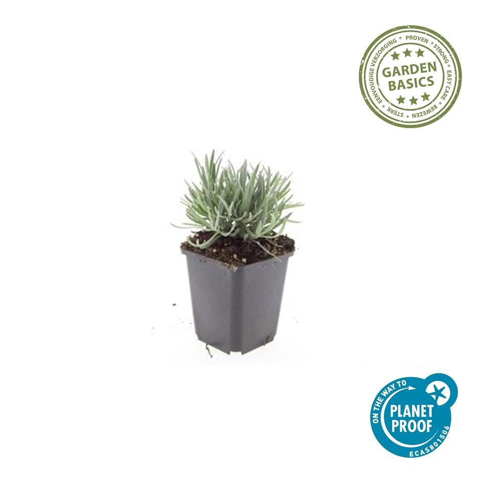 6x Lavandula int. 'Edelweiss' - ↕10-25cm - Ø9cm