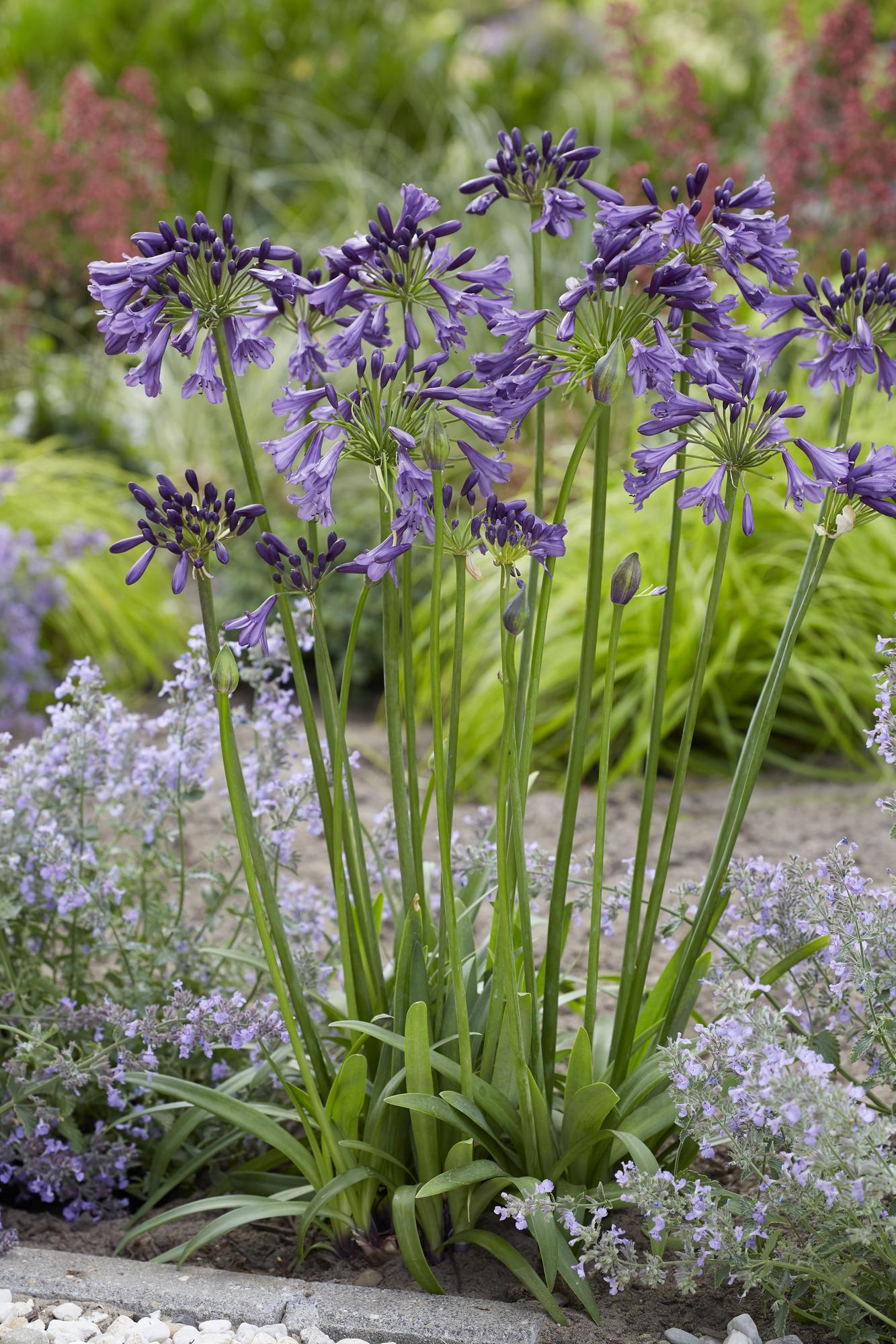 Agapanthus 'Poppin Purple' - Ø19cm - ↕30cm
