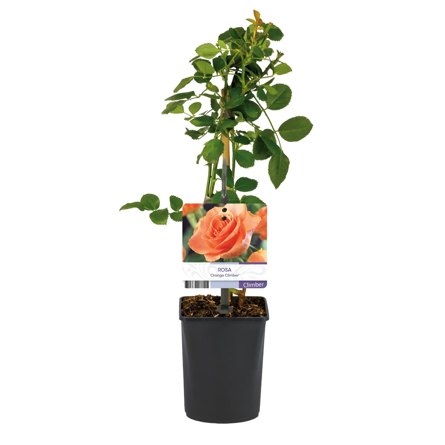 Green boutiQ - Klimroos - Rosa Orange Climber - Bloem Oranje - Weinig onderhoud - 2 planten - Pot 11cm Hoogte 40cm