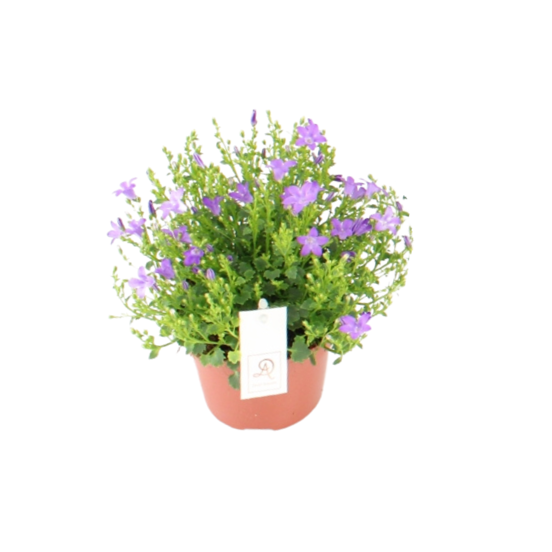 Campanula P12 - Ø12cm - ↕22cm