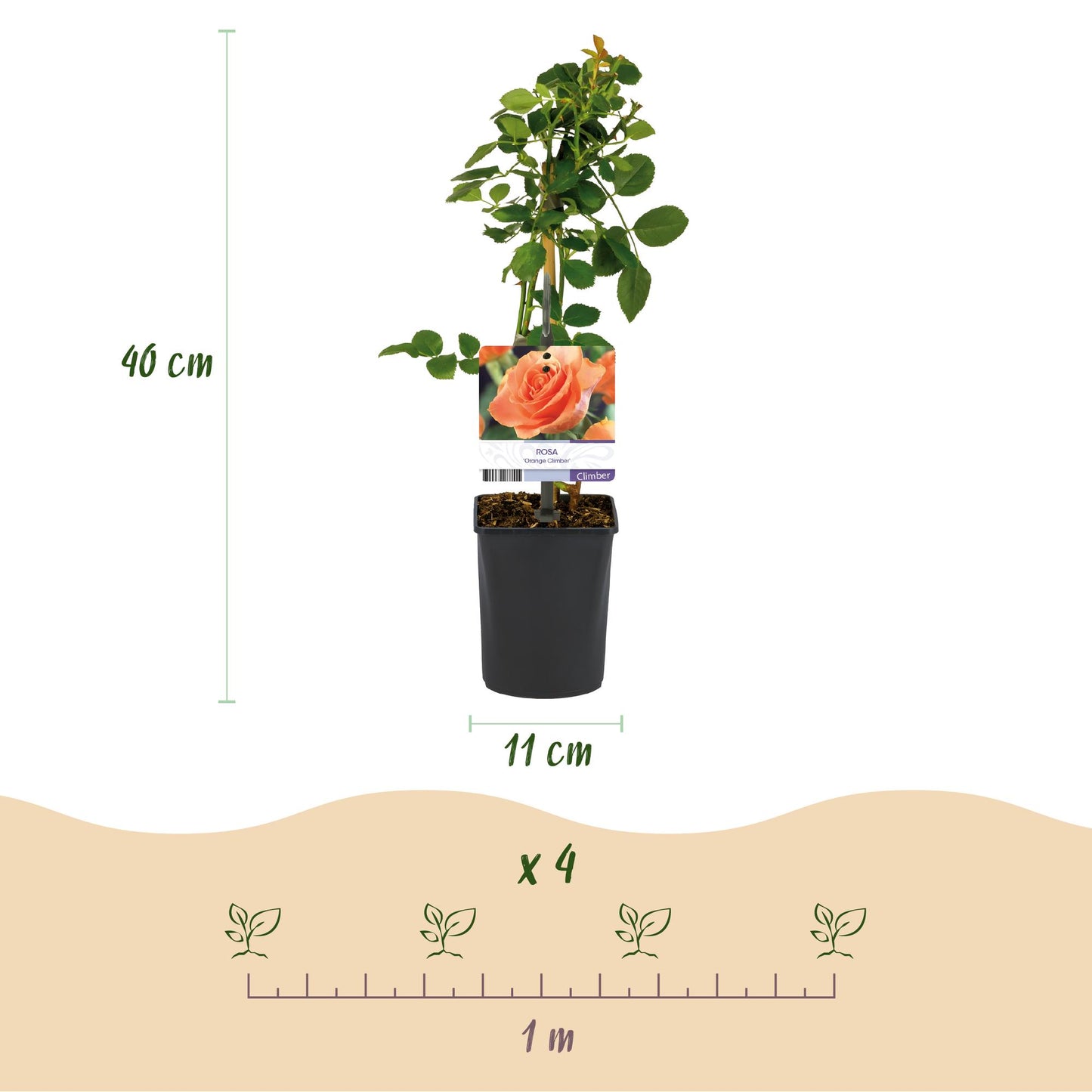 Green boutiQ - Klimroos - Rosa Orange Climber - Bloem Oranje - Weinig onderhoud - 2 planten - Pot 11cm Hoogte 40cm
