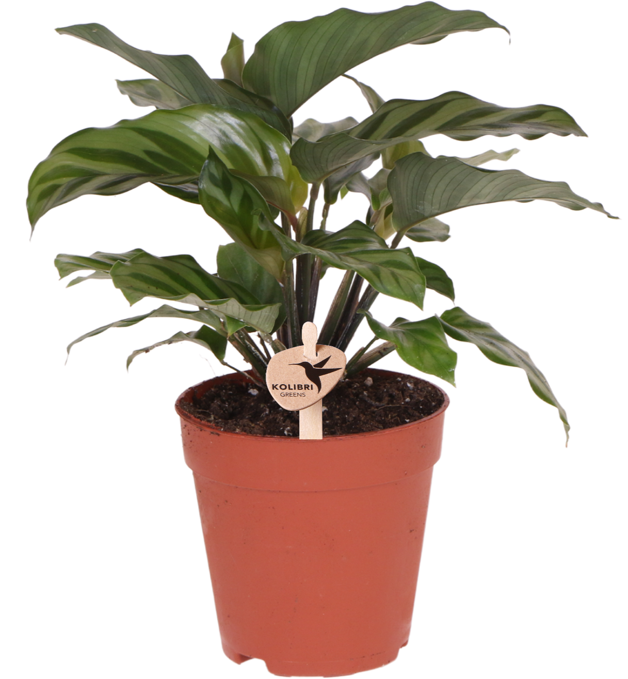Kolibri Greens | Groene plant - Calathea - groene kamerplant - vers van de kweker - Ø9cm