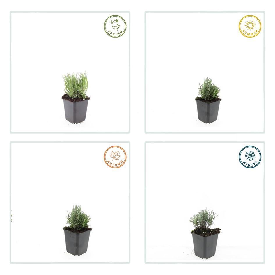 40x Lavandula ang. 'Dwarf Blue' - ↕10-25cm - Ø9cm