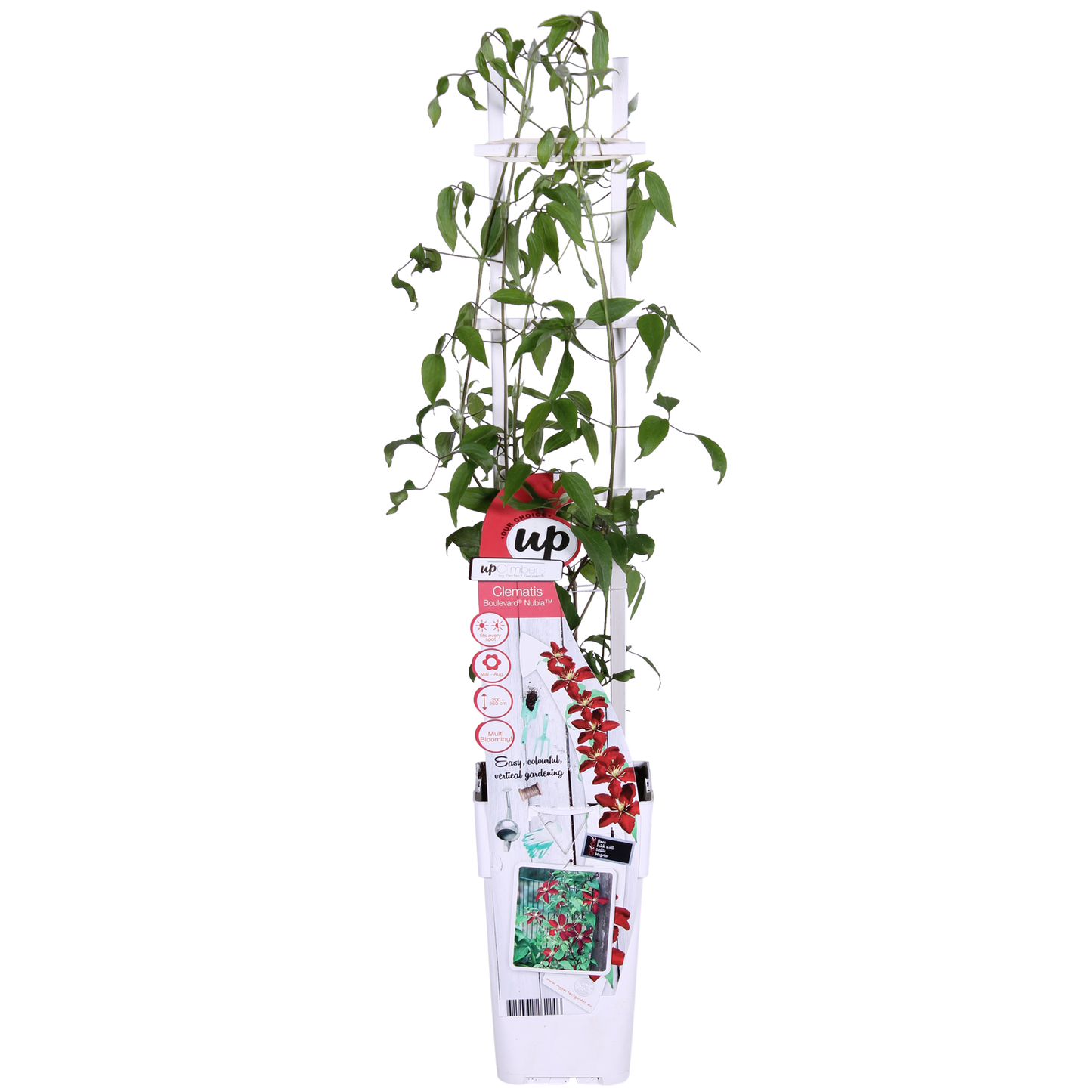 Clematis Nubia - Clematis Evison Rood - Ø15cm - ↕65cm - Ø15 - ↨65cm