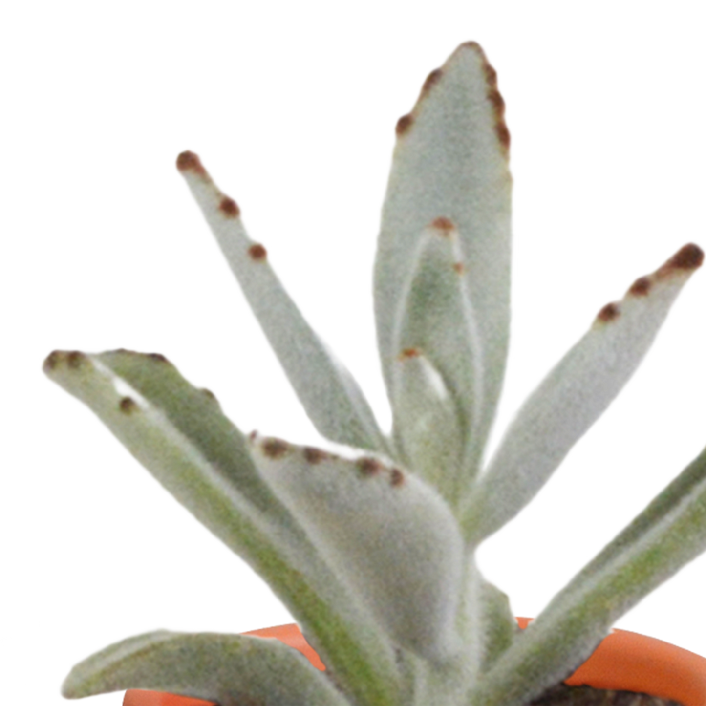Cactus en vetplanten mix 5.5 cm | 15 stuks - in Mexicaanse pot