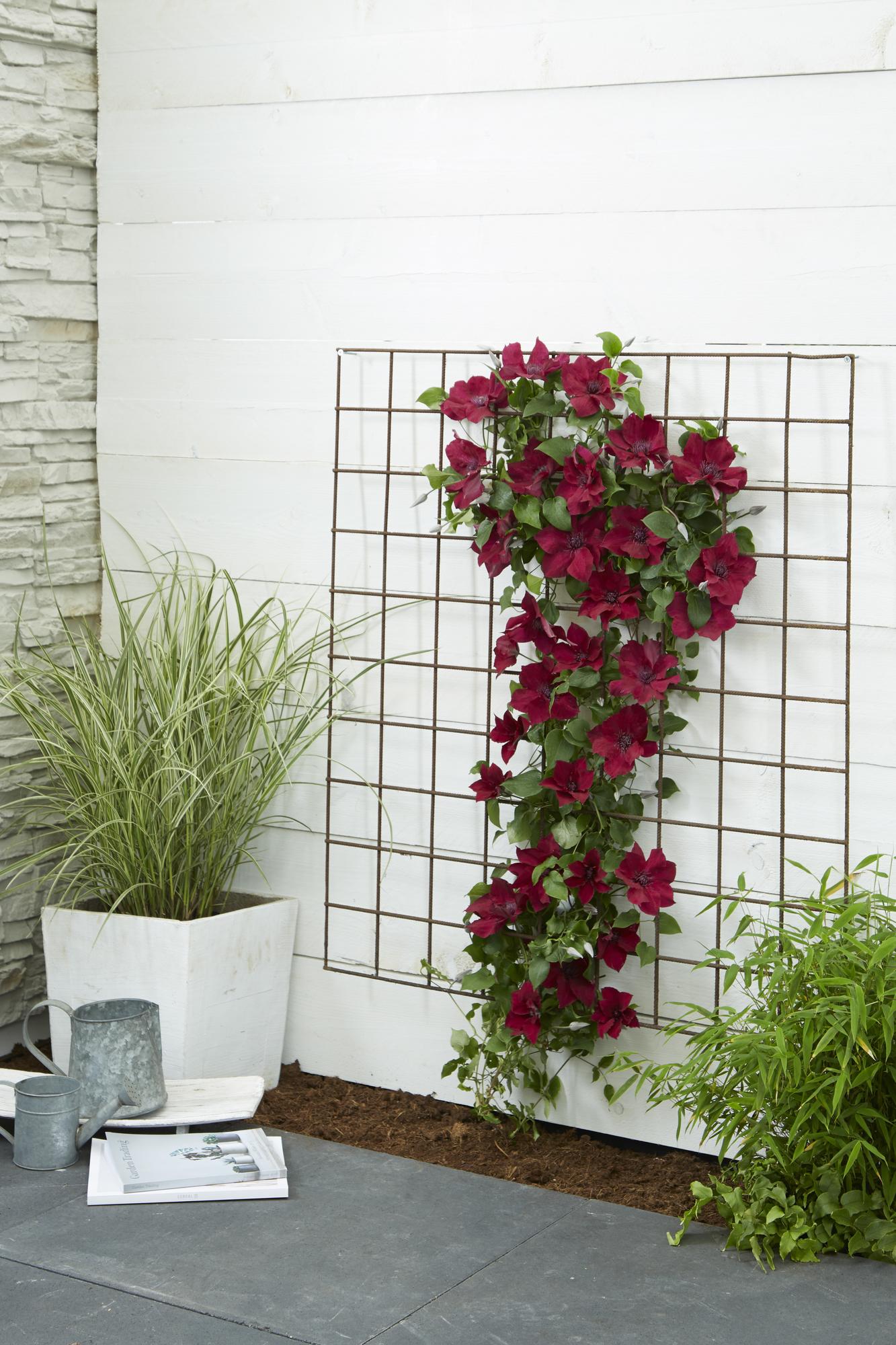 Clematis Nubia - Clematis Evison Rood - Ø15cm - ↕65cm - Ø15 - ↨65cm
