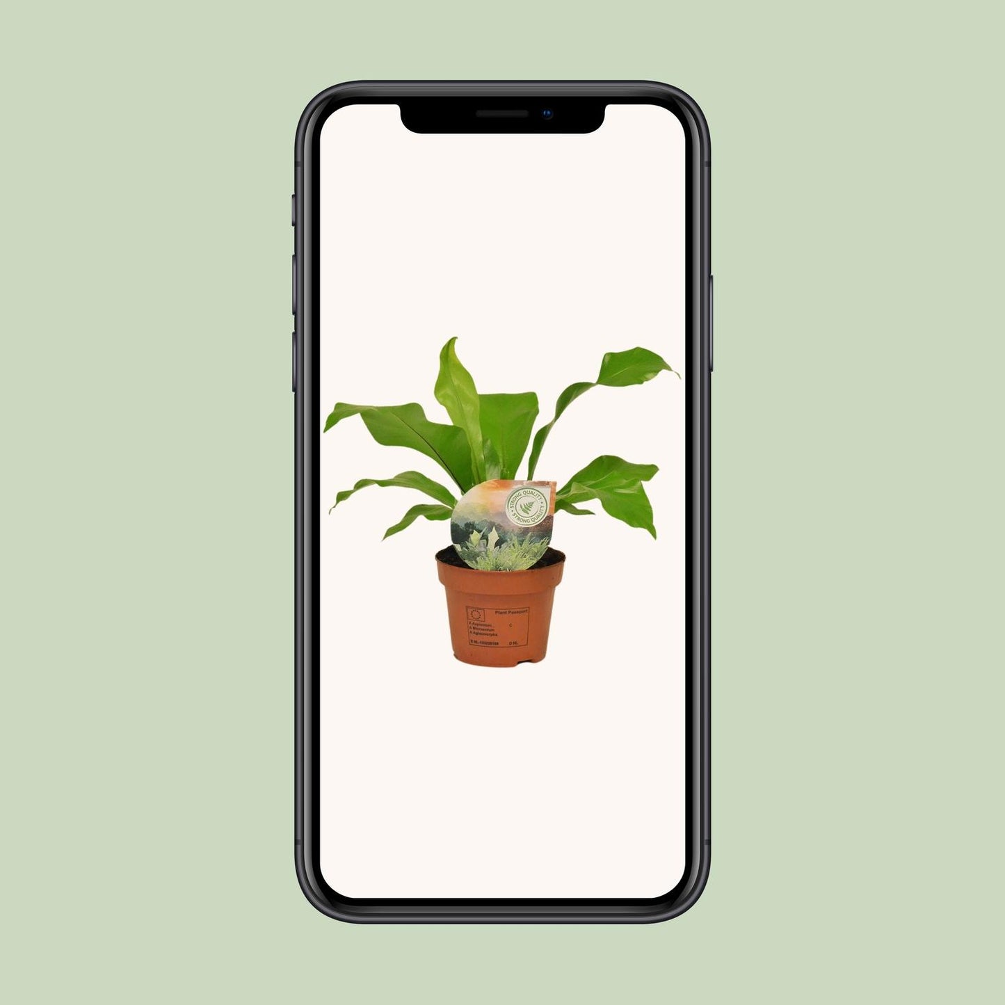 Asplenium Nidus - Ø12cm - ↕35cm
