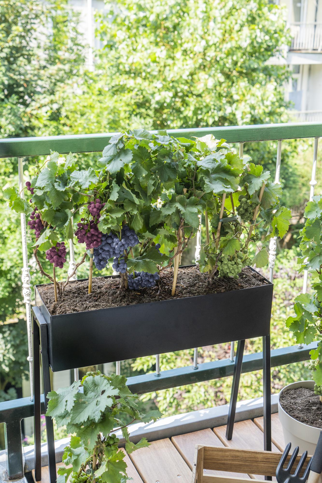 Vitis Pixie Pinot Noir - Blauwe wijndruif - Ø21cm - ↕70cm - Ø14 - ↨30cm