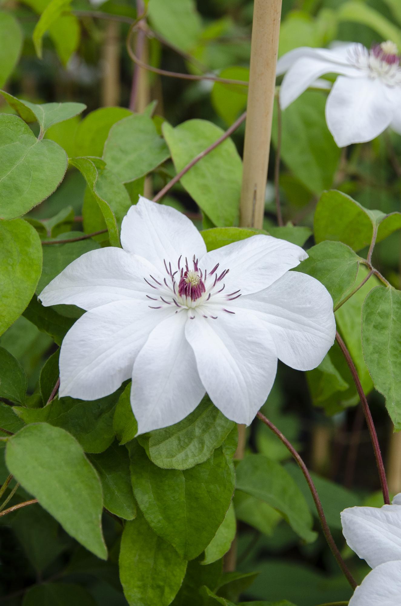 Clematis Miss Bateman - Clematis Wit - Ø15cm - ↕65cm