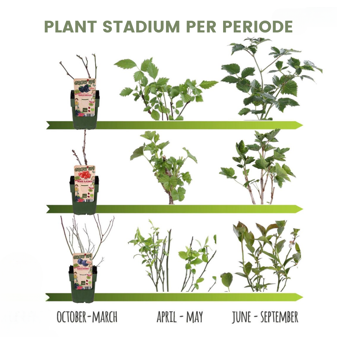 3 x Biologische kiwiplanten - Ø 13 cm - ↨ 20 cm
