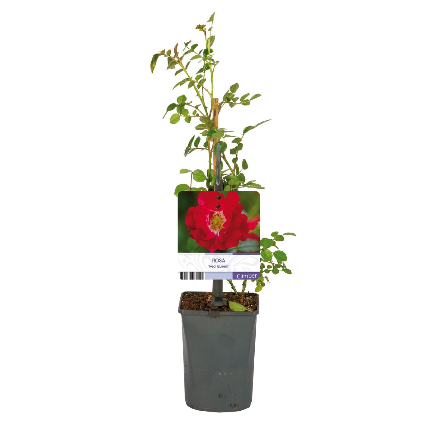 Green boutiQ - Klimroos - Rosa Red Queen - Bloem Rood - Weinig onderhoud - 2 planten - Pot 11cm Hoogte 40cm