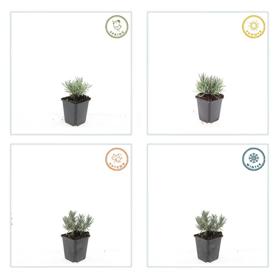 6x Lavandula int. 'Edelweiss' - ↕10-25cm - Ø9cm