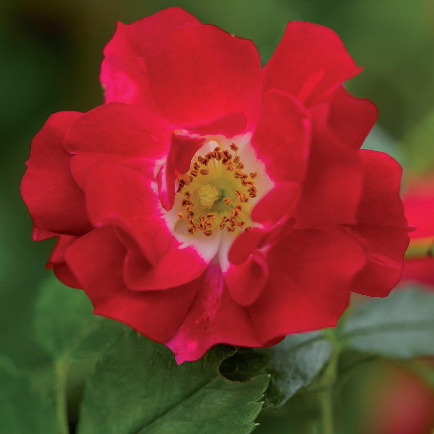 Green boutiQ - Klimroos - Rosa Red Queen - Bloem Rood - Weinig onderhoud - 2 planten - Pot 11cm Hoogte 40cm